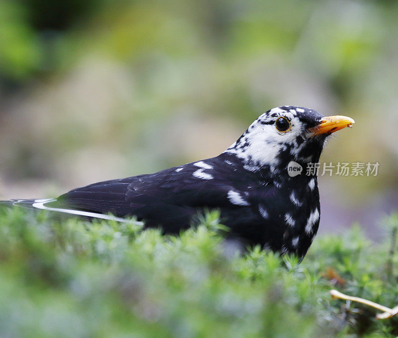 黑鸟(Turdus merula)男性白化